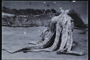 Bild:  Verhaltensschemen von Octopus vulgaris (Dokumentation)
