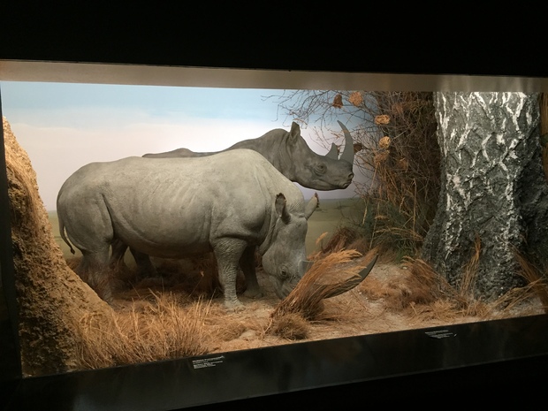 Bild:  Nashorndiorama im Naturhistorischen Museum Bern. Foto: Léonie Süess