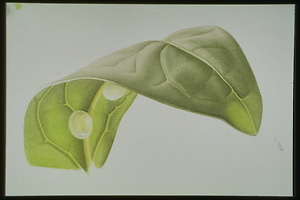 Bild:  Botanische Illustration