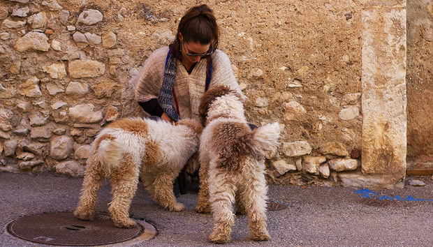 Picture: HUNDert%WOLLE – Pacha und Deli, die hybriden Haus-nutz-tiere!