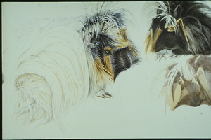 Bild:  Zoologische Illustration