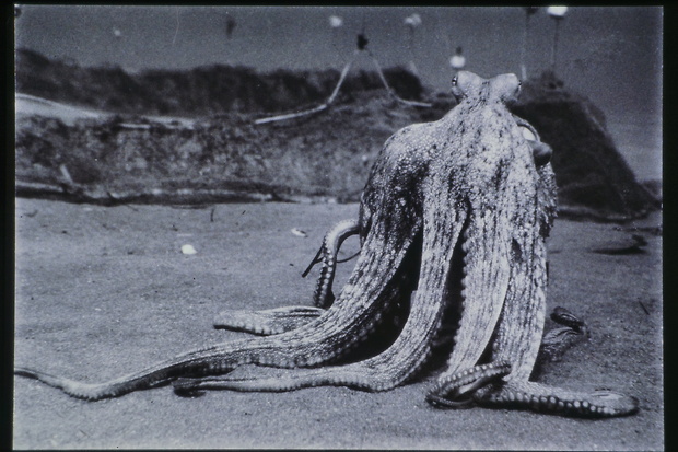 Picture: Verhaltensschemen von Octopus vulgaris (Dokumentation)