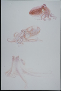 Picture: Verhaltensschemen von Octopus vulgaris